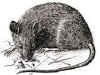 rat.jpg (9200 octets)